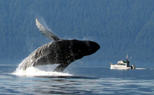 Exploring Wildlife: Unforgettable Cruises for Nature Lovers