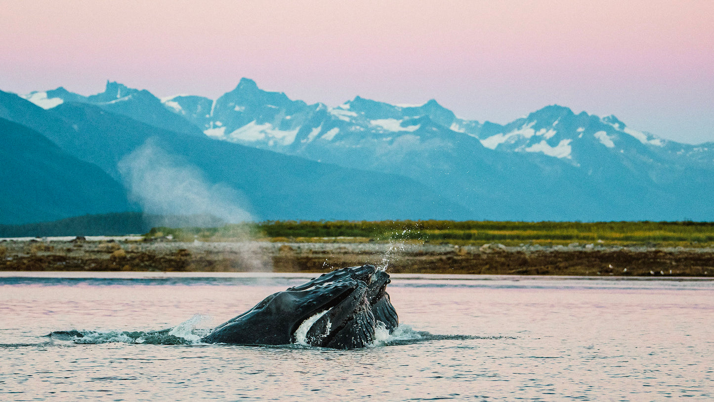 Two humpback whales bubble net feeding at sunset with mountains in the background