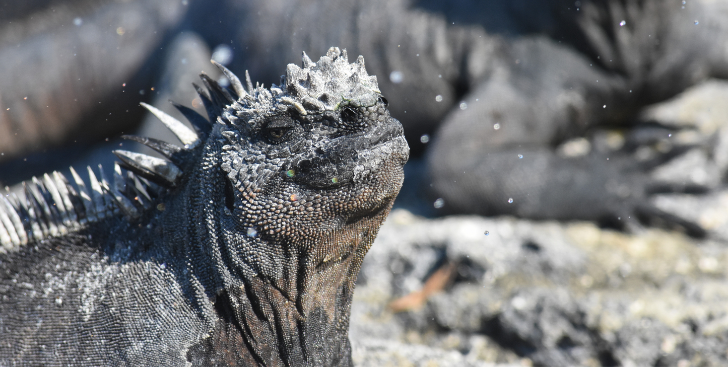 Darwin's Discoveries: The Galapagos Islands - UnCruise Adventures
