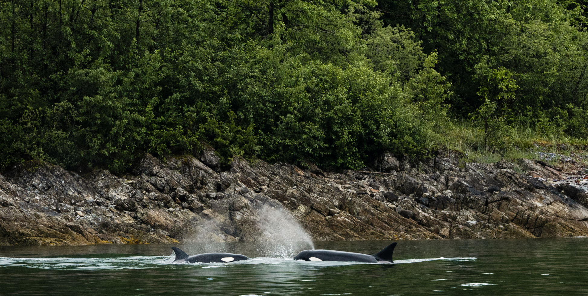 Glacier Bay National Park with Inside Passage and San Juan Islands - UnCruise Adventures