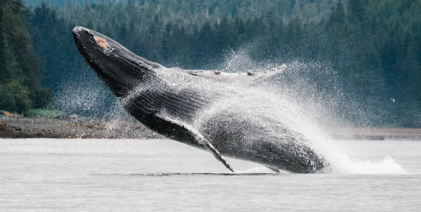 Glacier Bay National Park with Inside Passage and San Juan Islands - UnCruise Adventures
