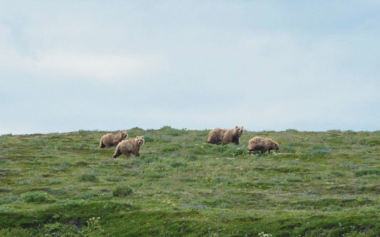 Our Guide to Bears in Alaska