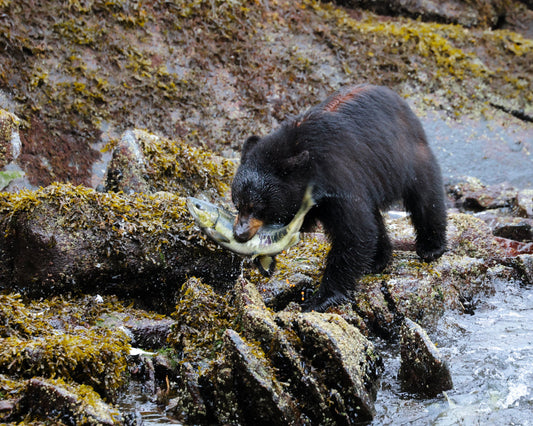 UnCruise Gives Back: Support Local Heroes This Giving Tuesday