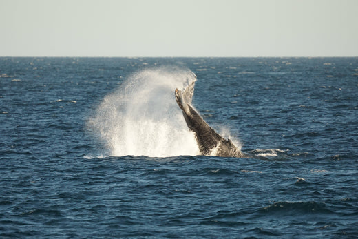 From the Field: Charting Whaley Encounters in the Gulf of California