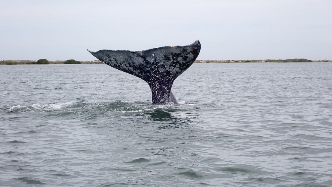 Gray Whales of Magdalena Bay March 2022