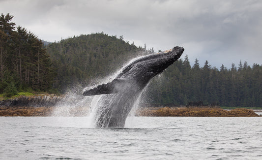 The Hidden Symphony of Alaska: UnCruise Adventures and the Magic of Whale Season