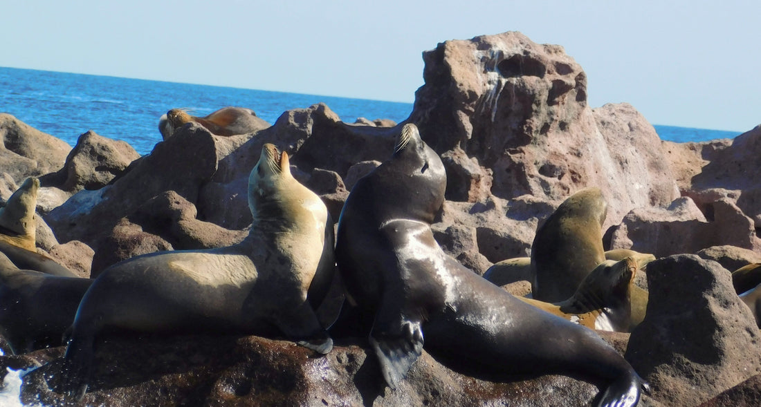 Dive into Baja: Books and Films to Inspire Your UnCruise Adventure