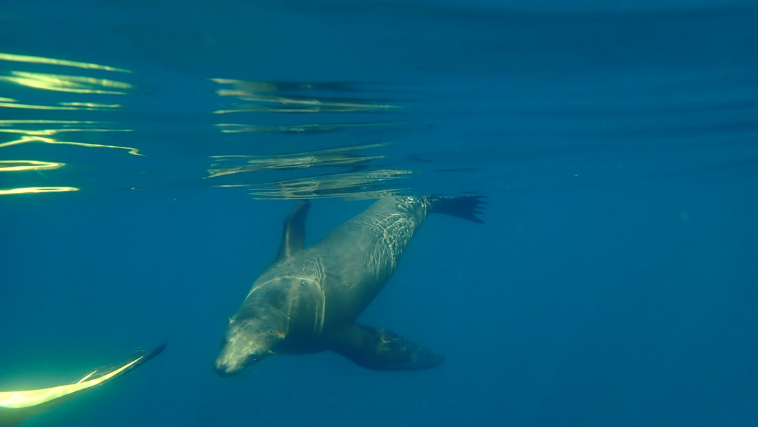 Sea Lions of the Sea of Cortez March 2022