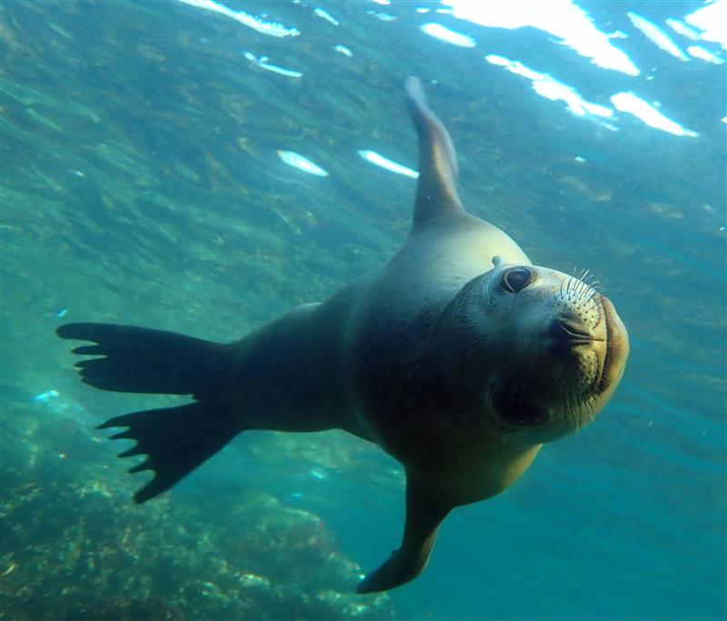 The Aquarium of the World: Discover Baja California's Sea of Cortez with UnCruise Adventures