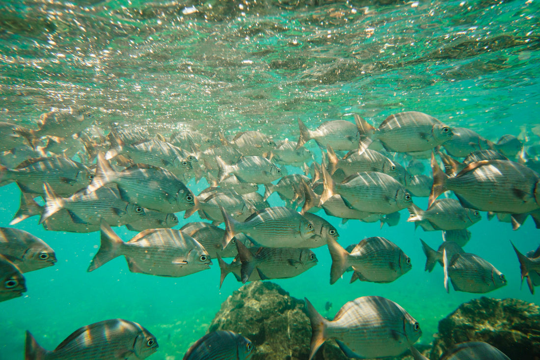 Why the Sea of Cortez Is Called the “World’s Aquarium”