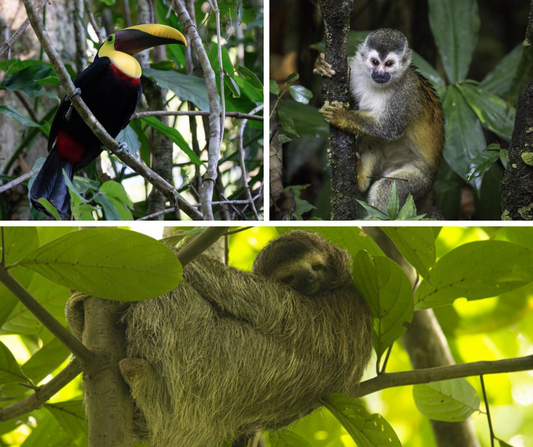 Costa Rica’s “Pure Life” Up Close: Wildlife You May See on an UnCruise
