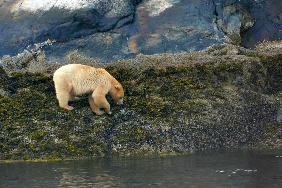 From the Field - Alaska's Spirit Bear