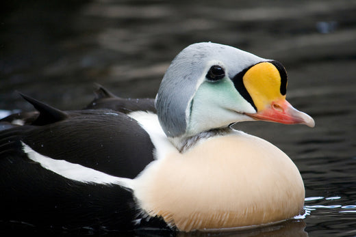 7 of the Coolest Alaska Birds That You May See On a Birding Trip