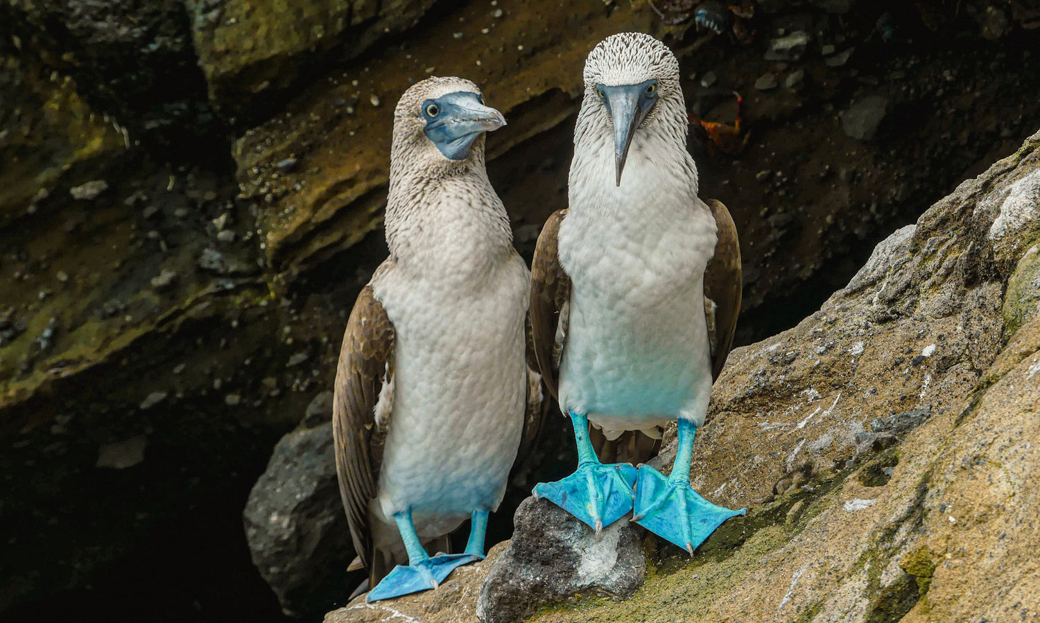 Two blue-footed boobies standing on a rock