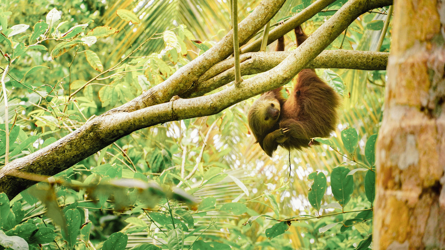 Costa Rica & Panama Adventure Cruises