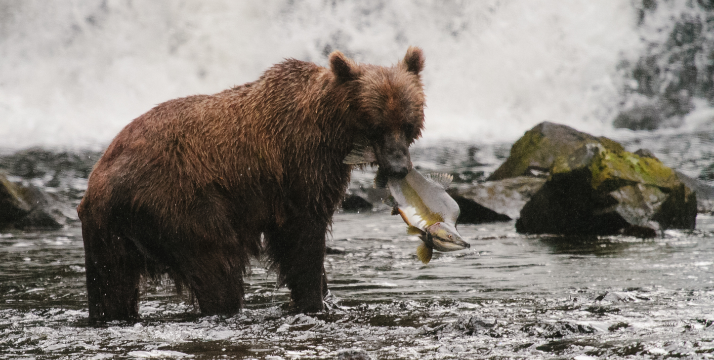 Alaska's Fjords & Glaciers with Ketchikan - UnCruise Adventures 