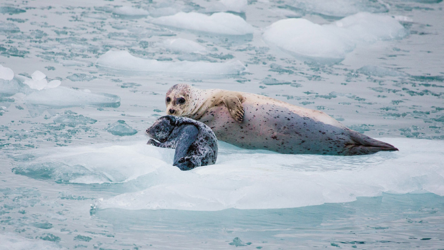 Mom and baby seal lounge on iceberg