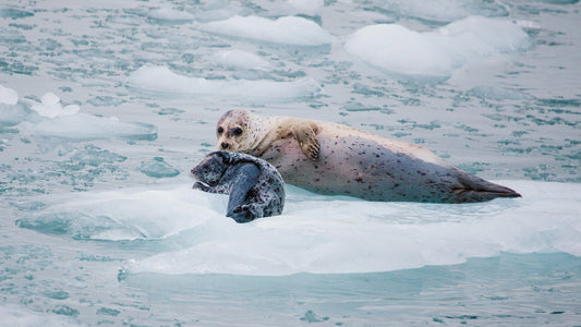 Mom and baby seal lounge on iceberg-UnCruise Adventures 