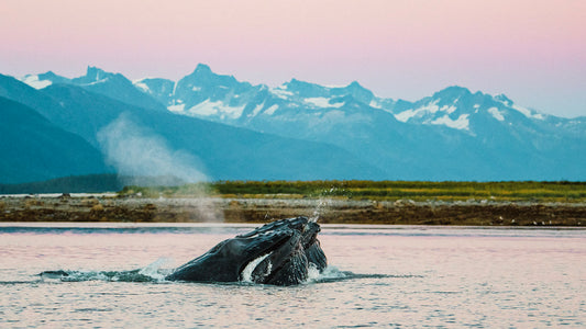 Two humpback whales bubble net feeding at sunset with mountains in the background-UnCruise Adventures 