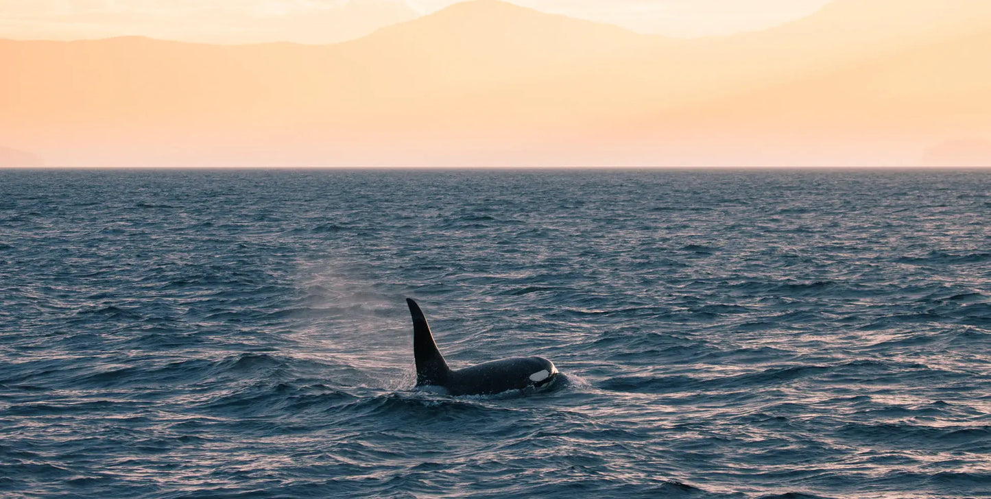 Adult Escape: Northern Passages with Glacier Bay & Sitka - UnCruise Adventures 