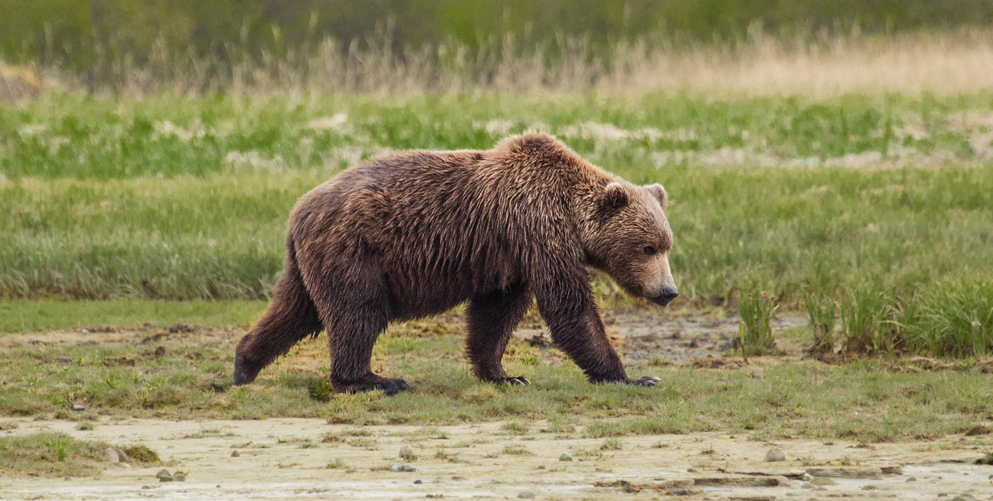 Aleutian Islands Adventure with Dutch Harbor and Kodiak