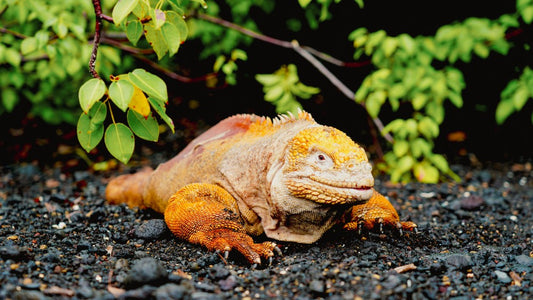 Orange lizard on black gravel with bush in background-UnCruise Adventures 
