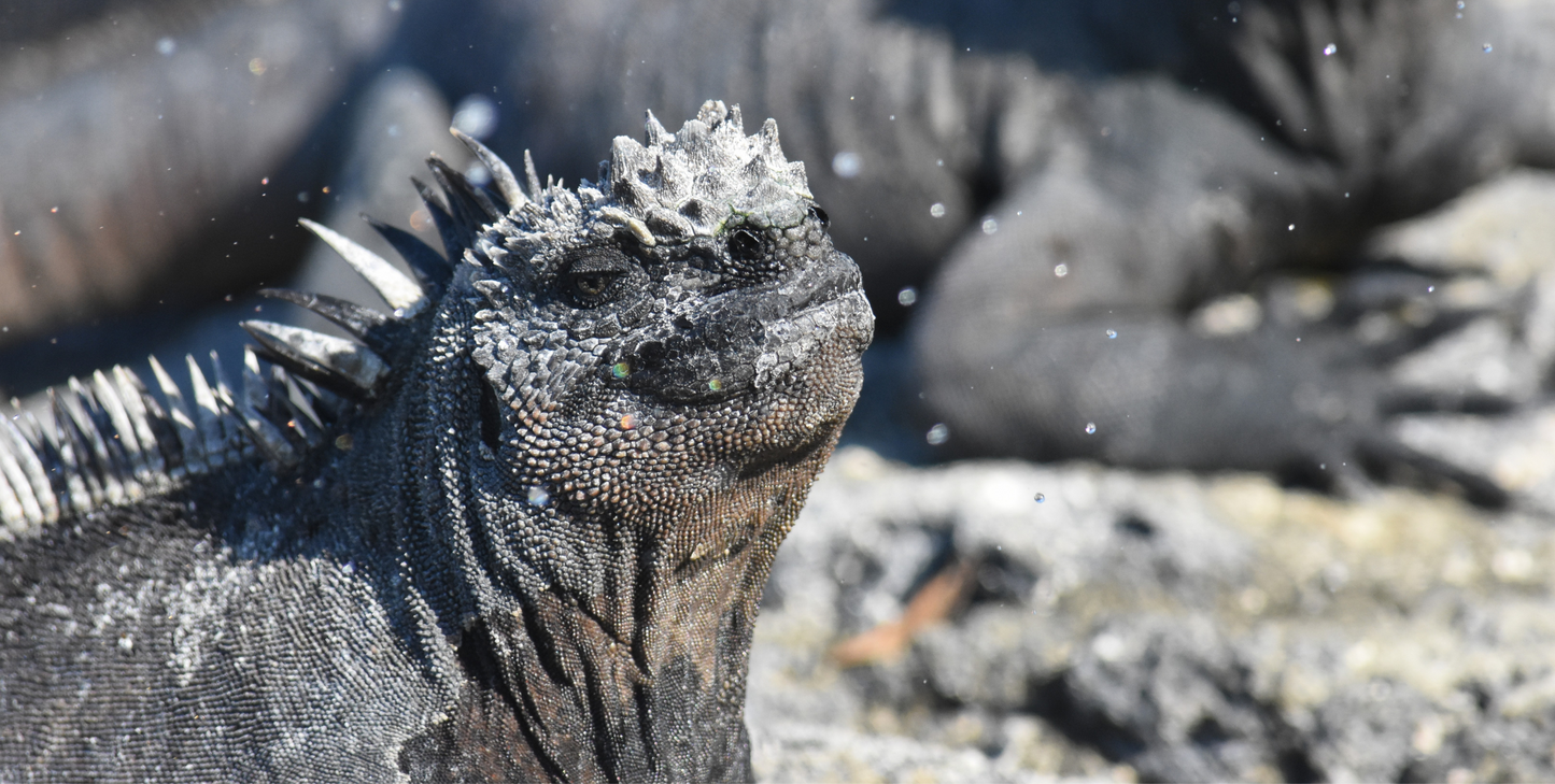 Darwin's Discoveries: The Galapagos Islands - UnCruise Adventures 