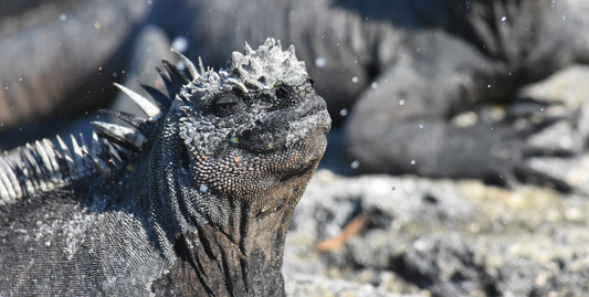 Darwin's Discoveries: The Galapagos Islands - UnCruise Adventures -UnCruise Adventures 