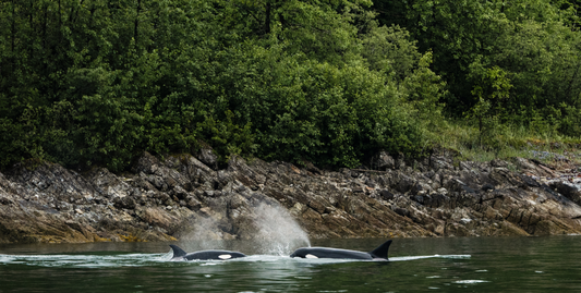 Glacier Bay National Park with Inside Passage and San Juan Islands-UnCruise Adventures 
