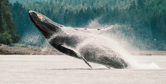 A humpback whale breaches the water, creating a large splash, with a forested shoreline in the background.-UnCruise Adventures 