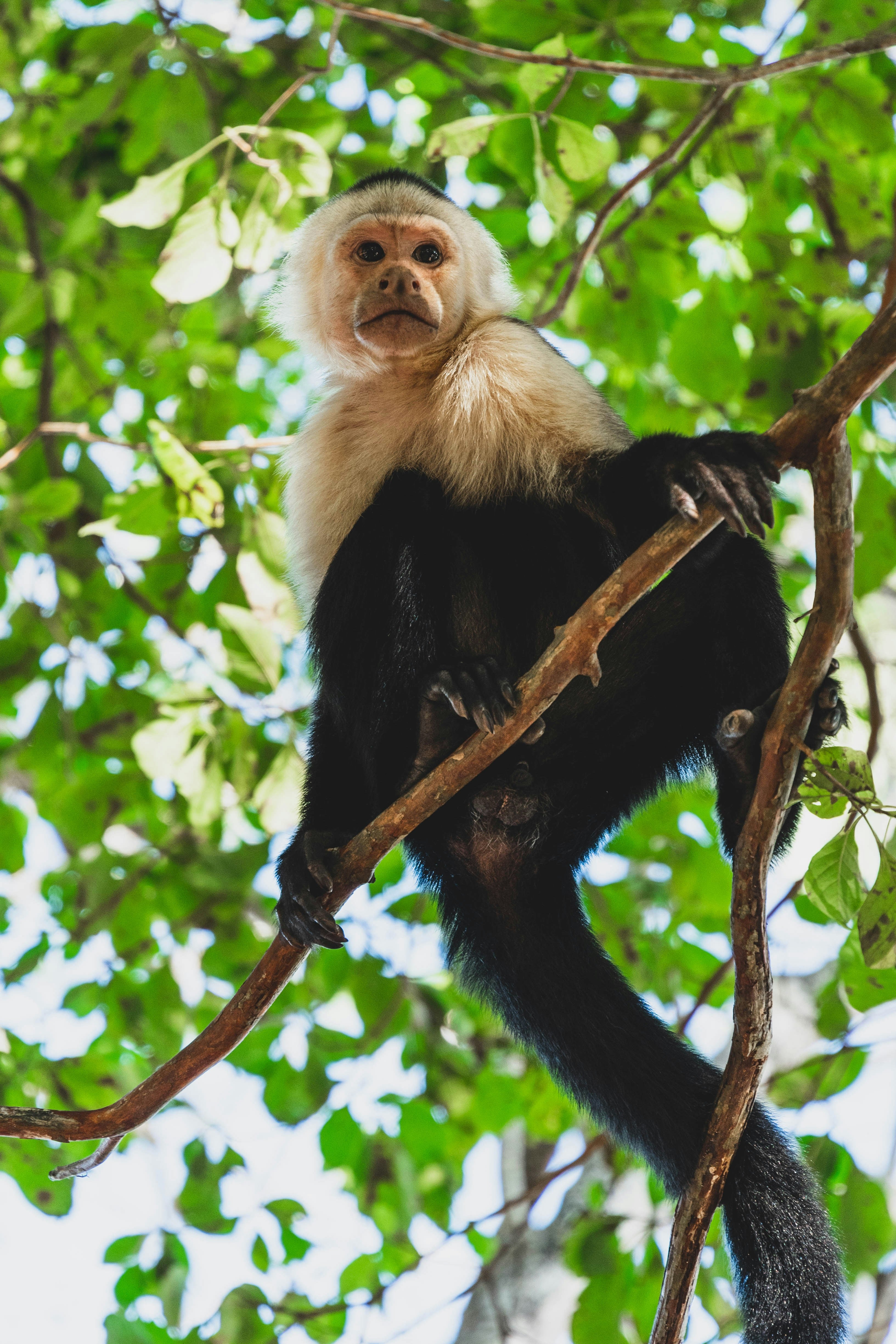 Costa Rica-UnCruise Adventures 