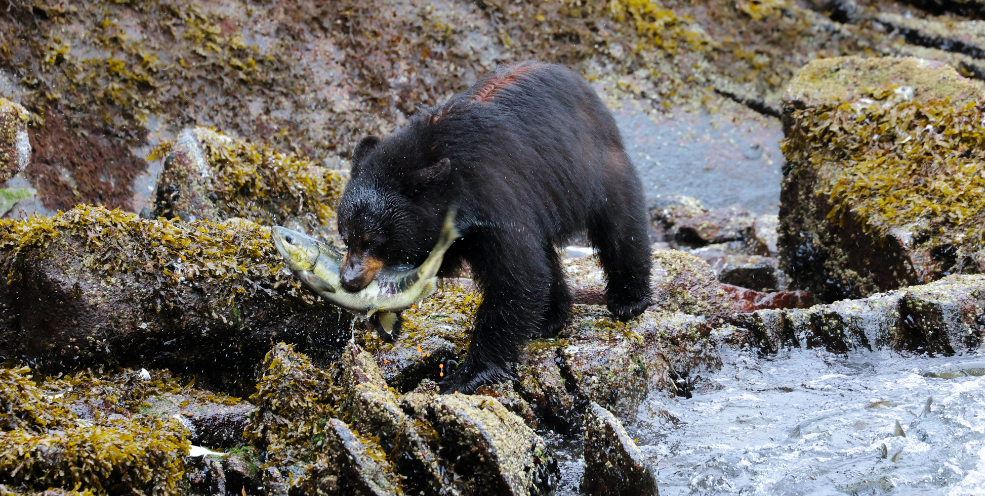 Prince William Sound Explorer with Cordova - UnCruise Adventures 