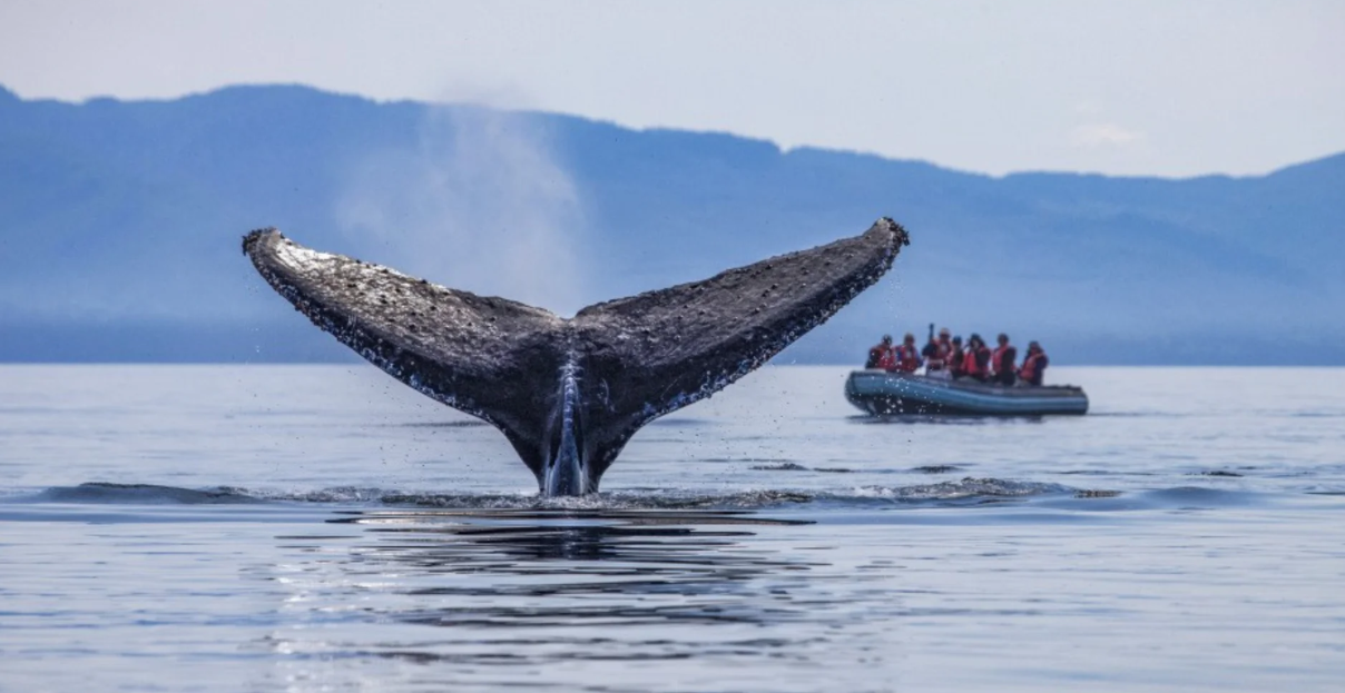 -UnCruise Adventures 