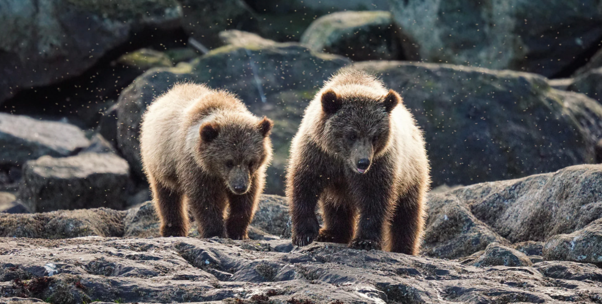 -UnCruise Adventures 