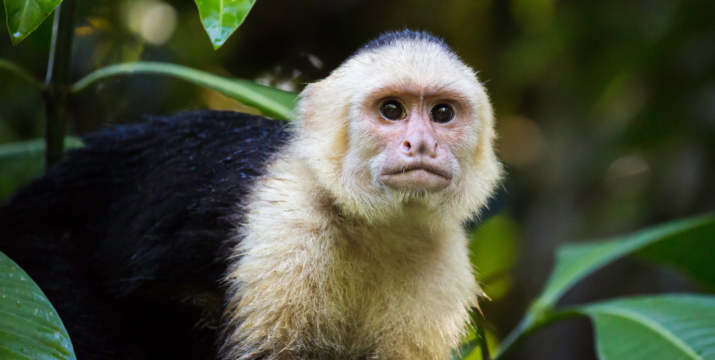 Kids in Nature: Costa Rica's Pure Life Adventure Cruise