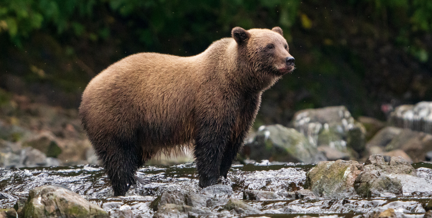 Alaska's Glacier Wilderness with Glacier Bay