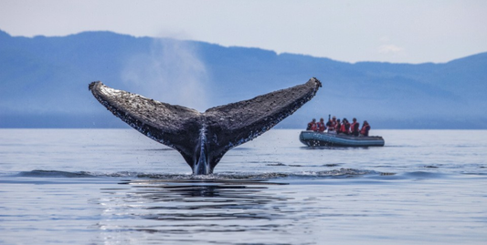Alaska's Glacier Wilderness with Glacier Bay-UnCruise Adventures 