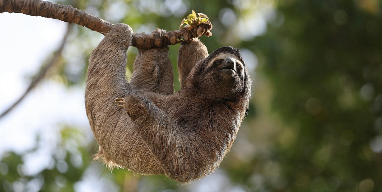 Ultimate Costa Rica Adventure by Land & Sea - UnCruise Adventures 