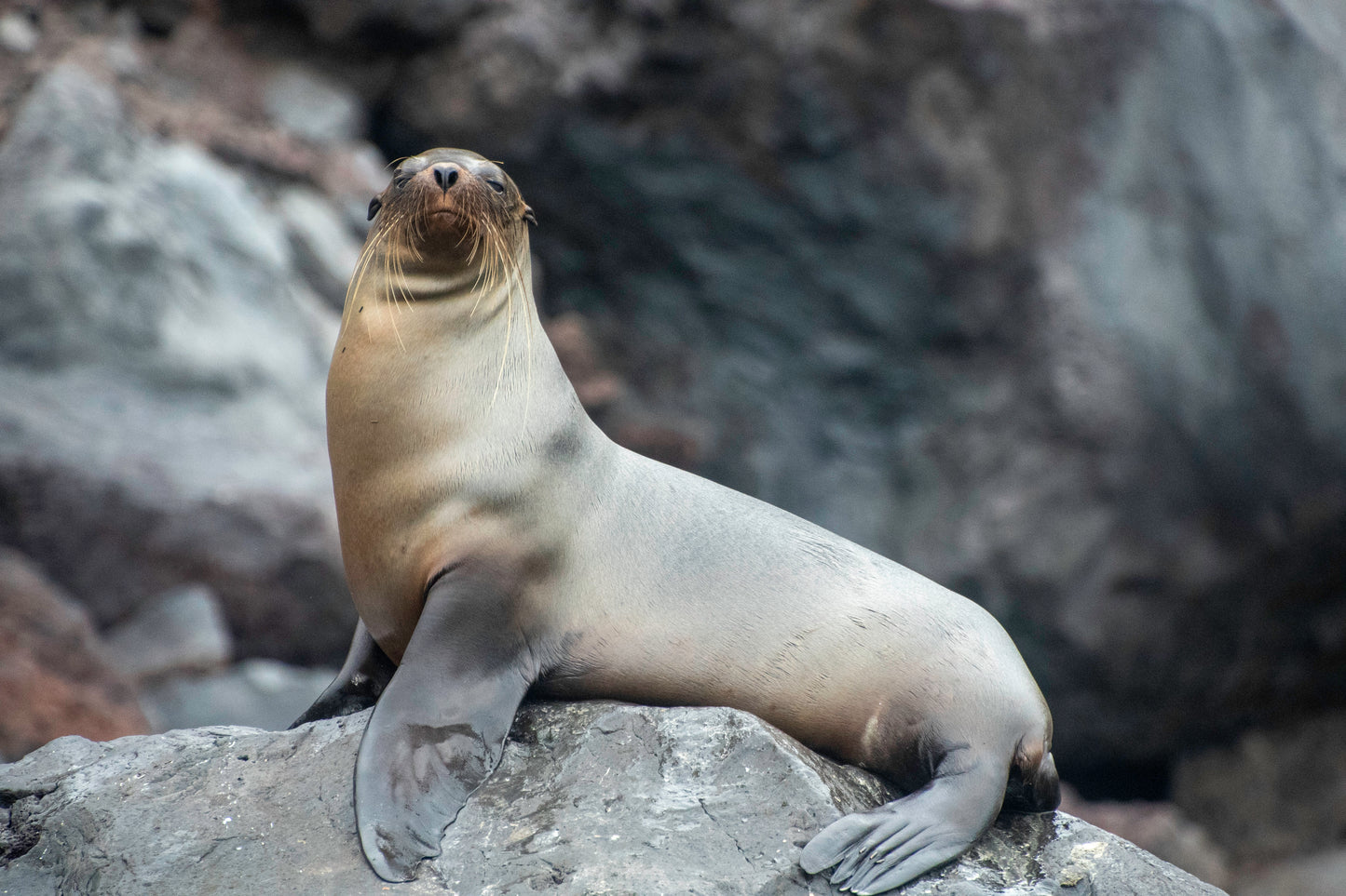 Darwin's Discoveries: The Galapagos Islands with Quito (2027) - UnCruise Adventures 