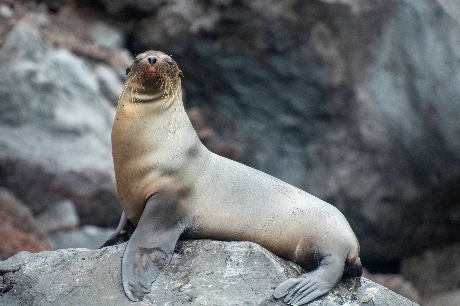 Darwin's Discoveries: The Galapagos Islands with Quito (2027) - UnCruise Adventures 