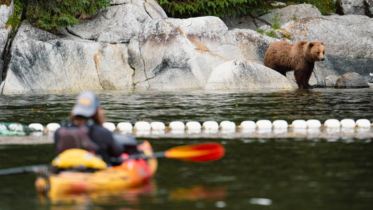 A person in a yellow and orange kayak paddles on dark water, with a large brown bear standing in shallow water on rocky cliffs in the background.-UnCruise Adventures 
