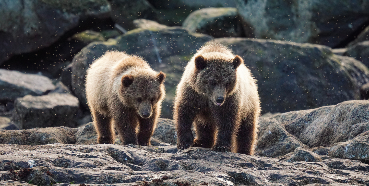 Wild, Woolly and Wow with Glacier Bay