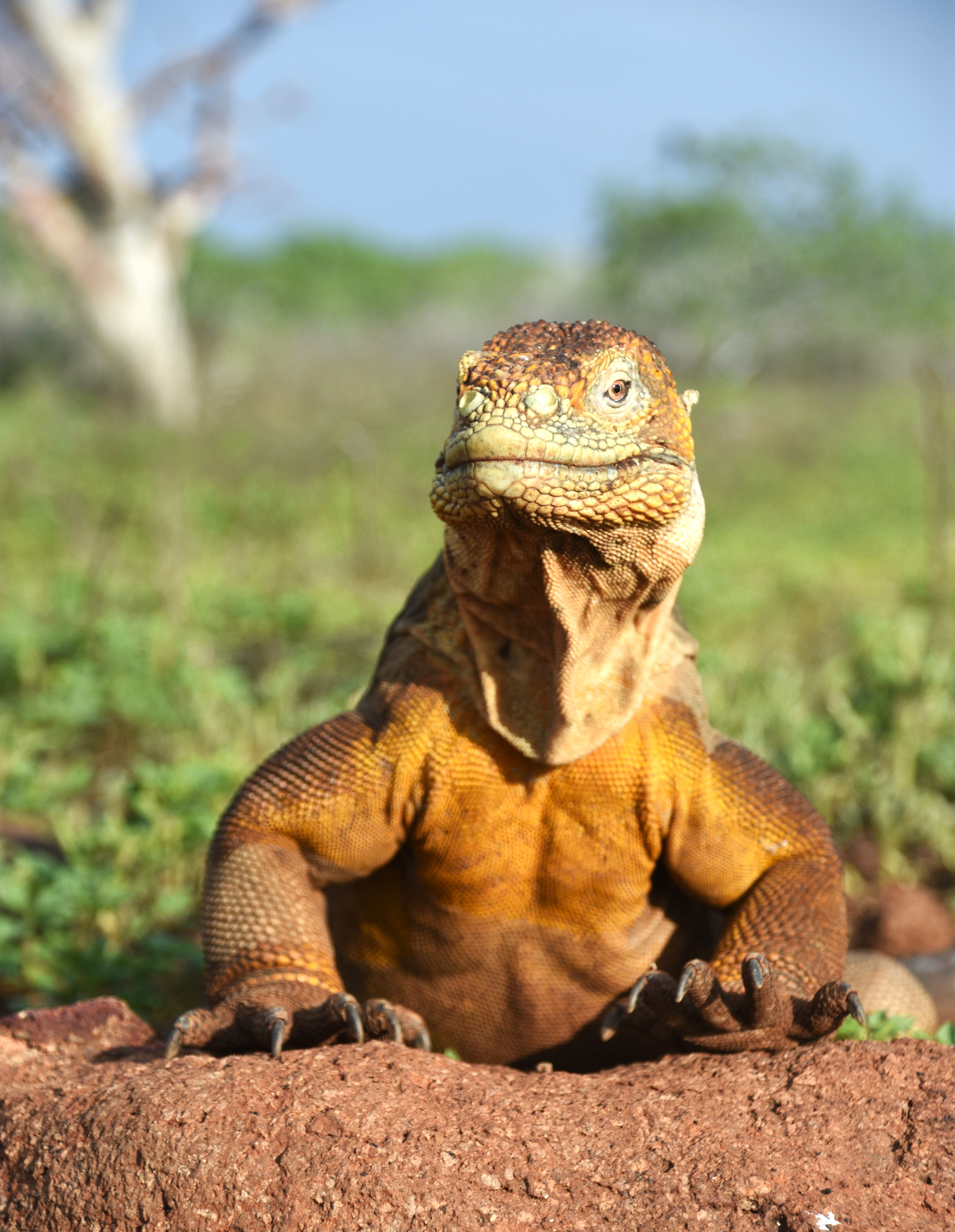 Galapagos-UnCruise Adventures 