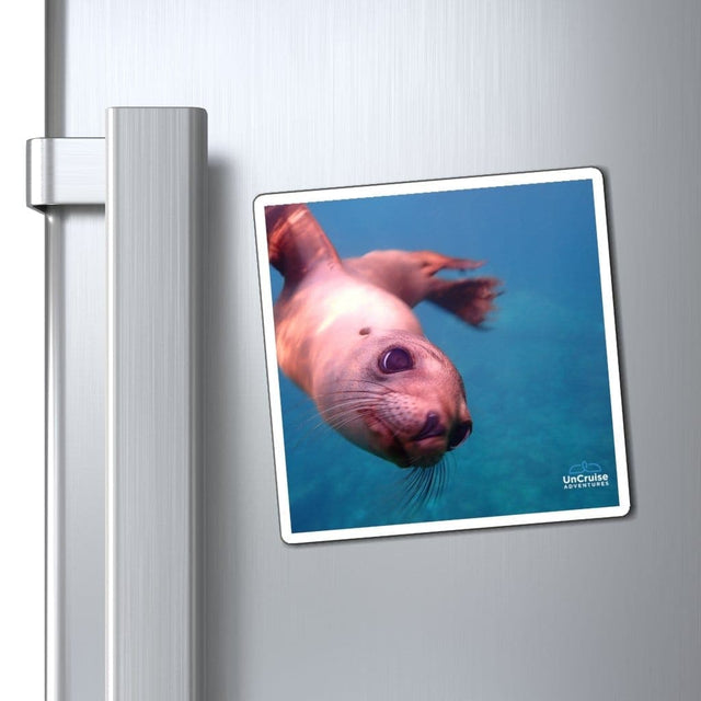 Load image into Gallery viewer, Los Islotes Sea Lion - UnCruise Adventures 
