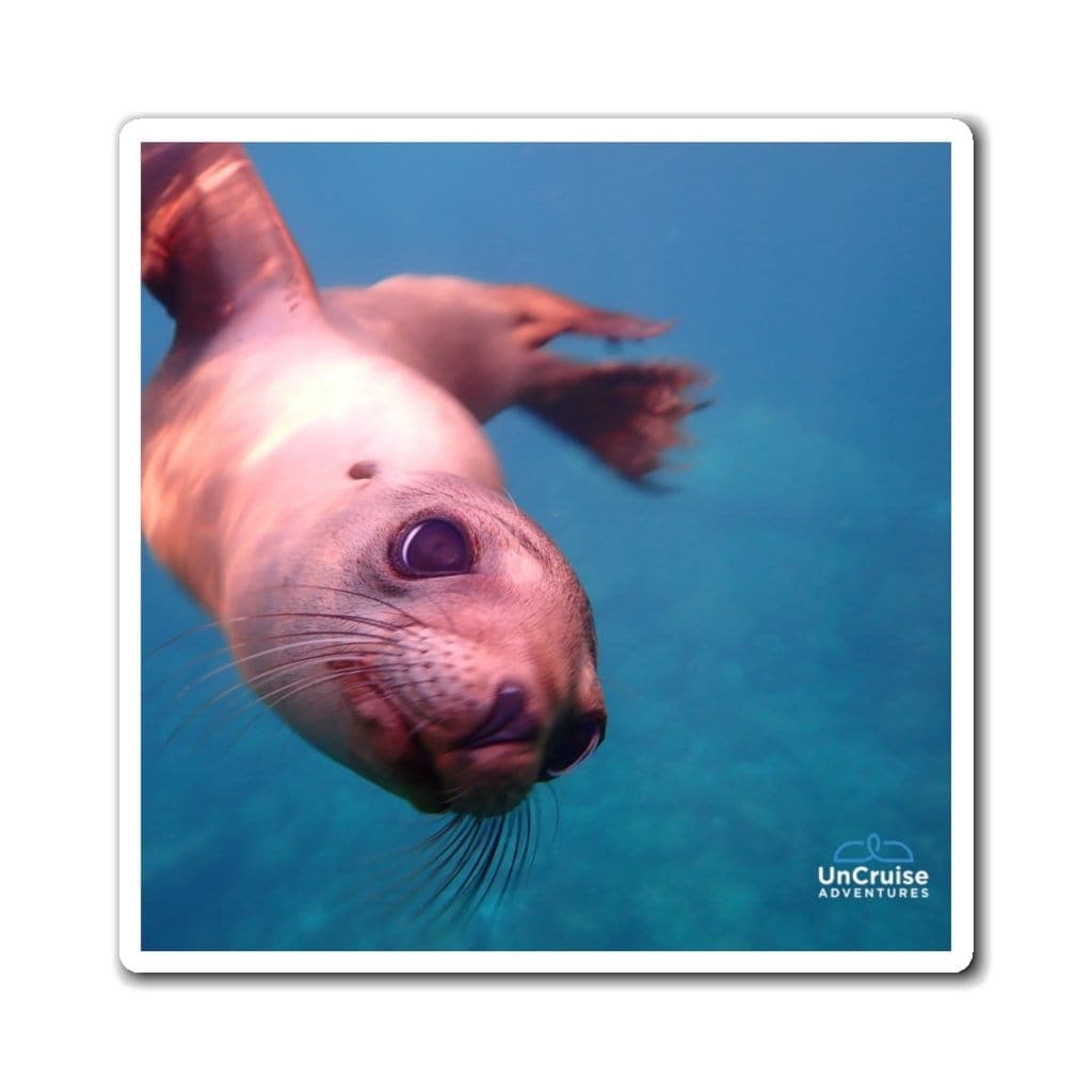 Los Islotes Sea Lion - UnCruise Adventures 